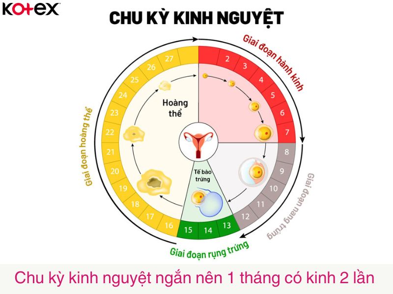 Chu kỳ kinh nguyệt ngắn nên 1 tháng ra 2 lần kinh nguyệt