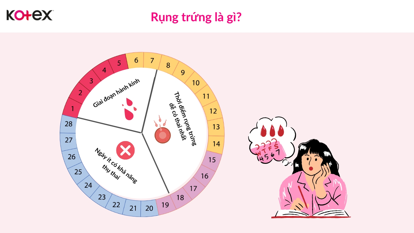 rụng trứng là gì