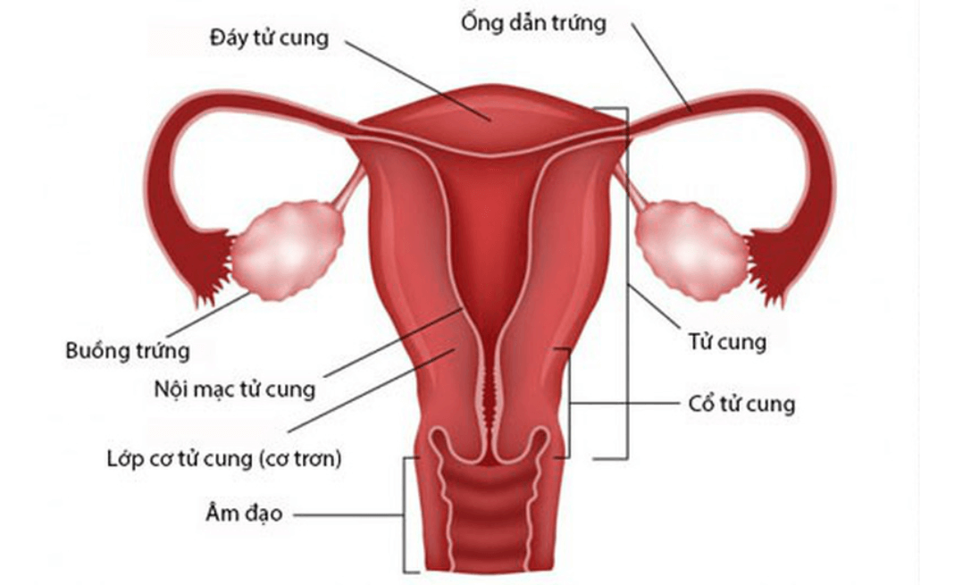 Hình ảnh minh họa cho cấu tạo của buồng trứng 