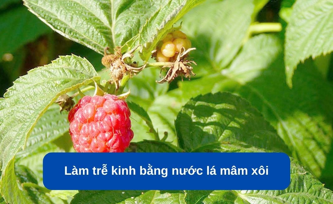 Làm trễ kinh vài ngày nhờ nước lá mâm xôi