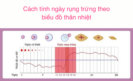 Tính ngày rụng trứng dựa vào biểu đồ thân nhiệt