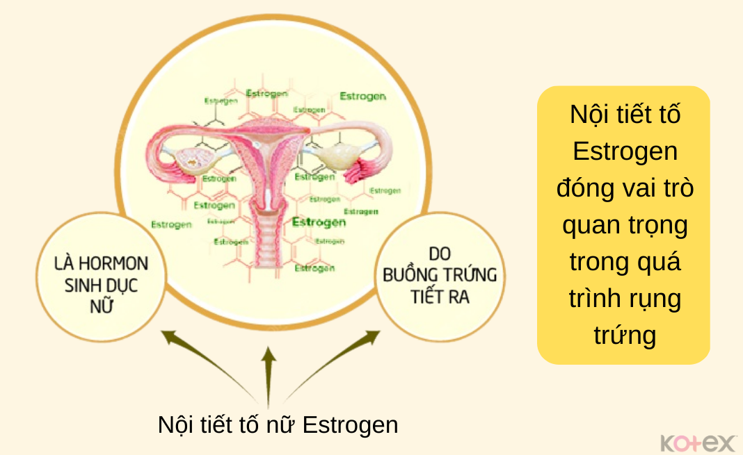 Nội tiết tố là một trong các yếu tố ảnh hưởng đến thời điểm rụng trứng