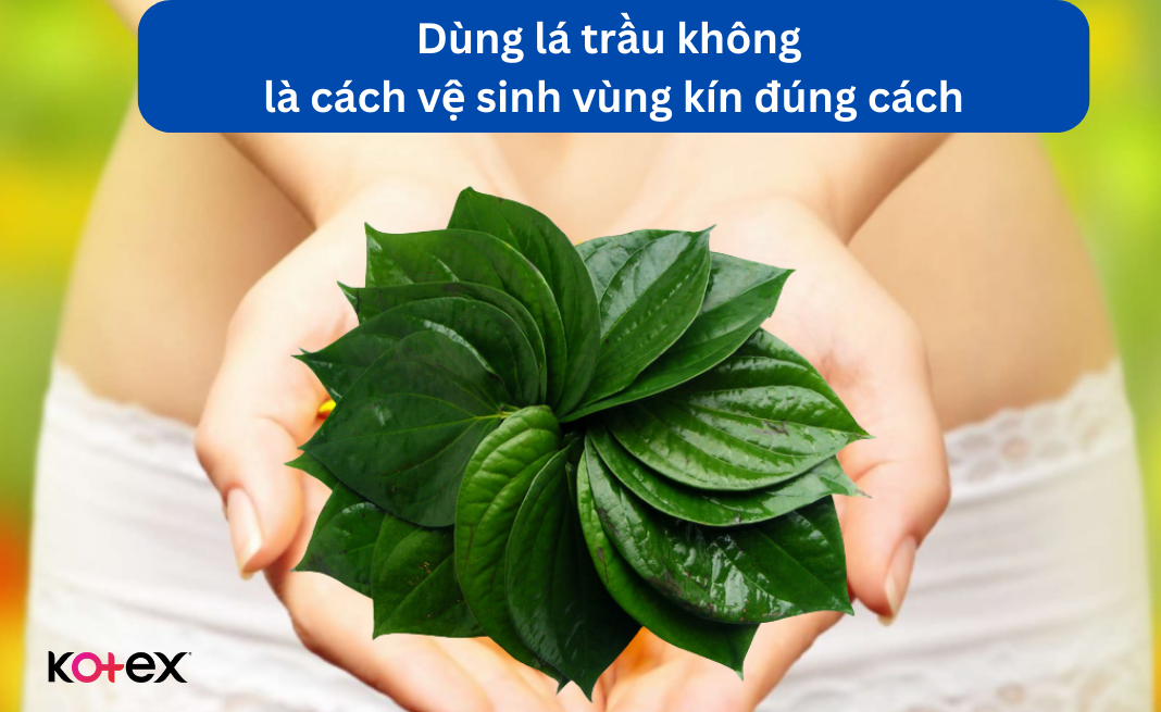 Dùng lá trầu không là cách vệ sinh vùng kín đúng cách