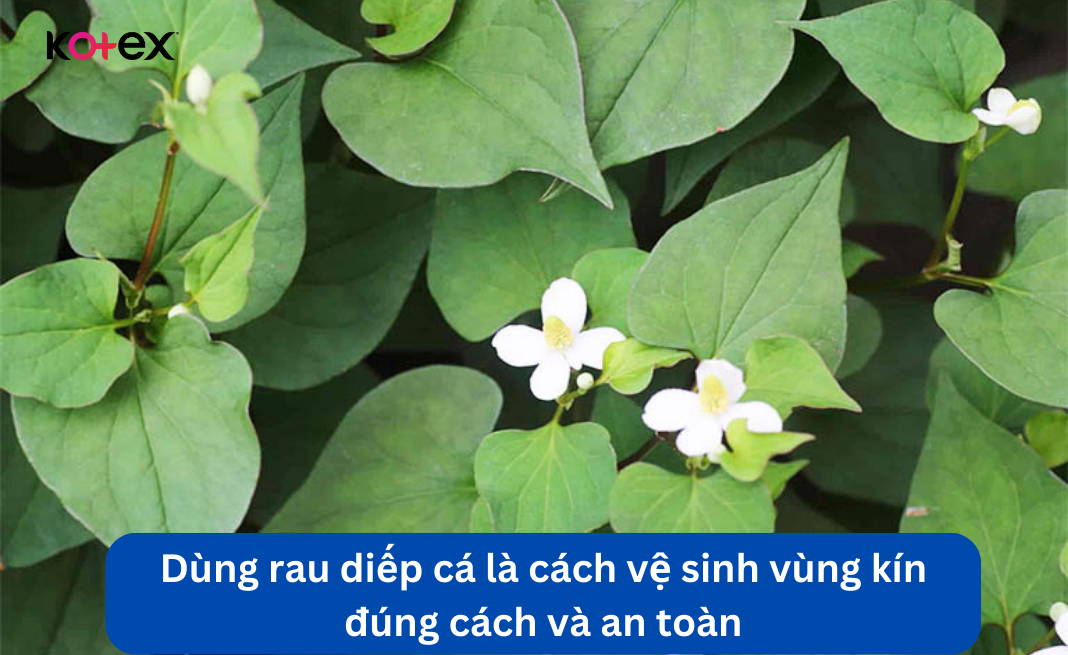 Dùng rau diếp cá là cách vệ sinh vùng kín đúng cách và an toàn