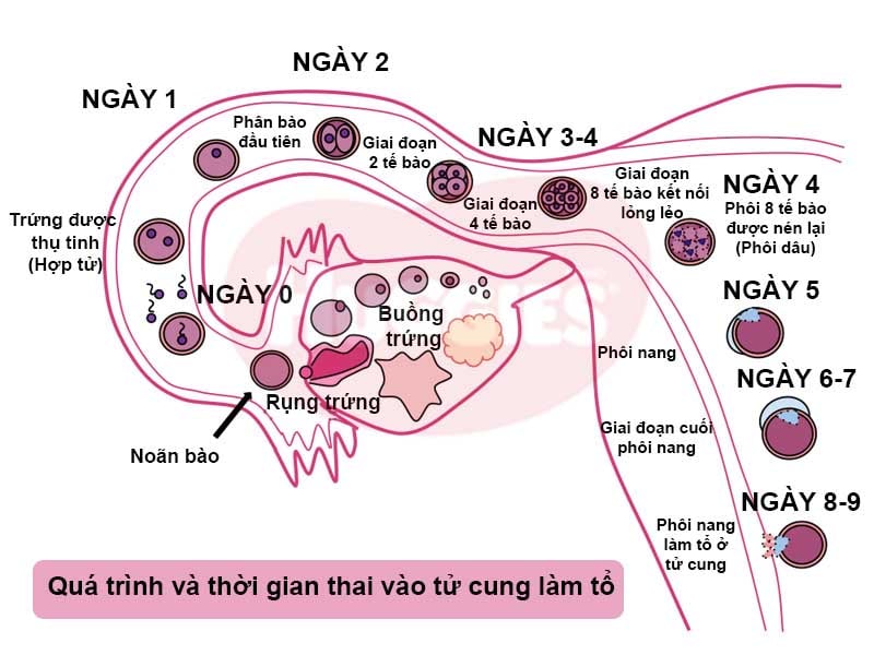 Quá trình và thời gian thai vào tử cung làm tổ