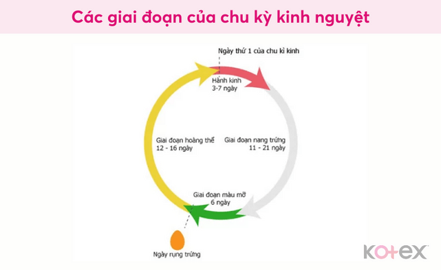 4 giai đoạn diễn ra trong chu kỳ kinh nguyệt