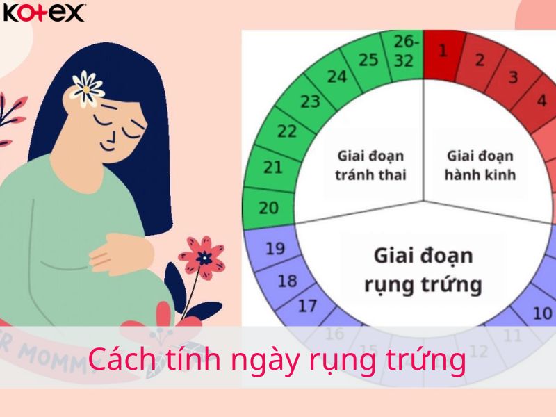 Cách tính ngày rụng trứng