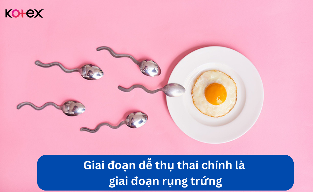 Giai đoạn dễ thụ thai chính là giai đoạn rụng trứng