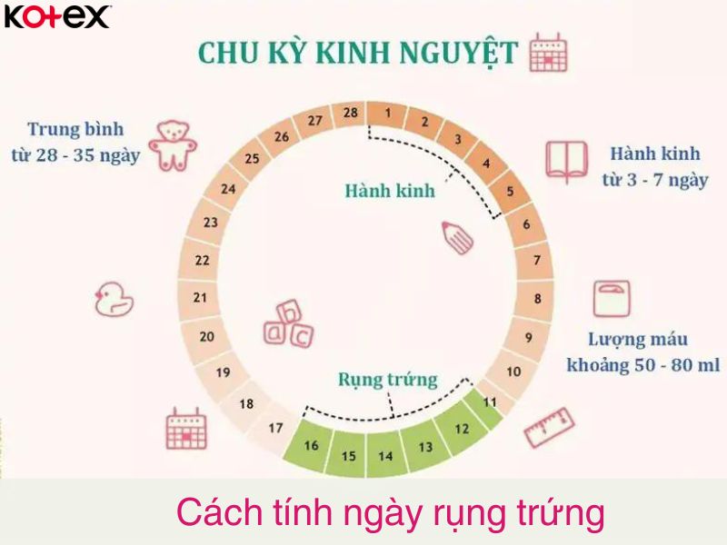 Cách tính ngày rụng trứng theo chu kỳ kinh nguyệt