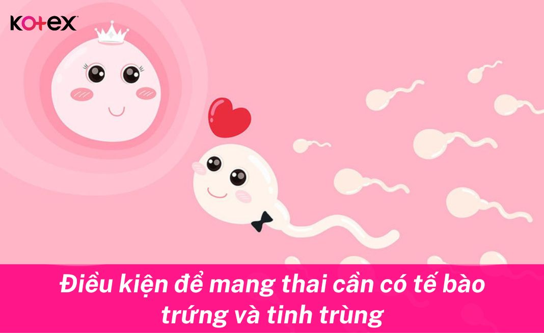 Tế bào trứng và tinh trùng là những điều kiện cần thiết để mang thai