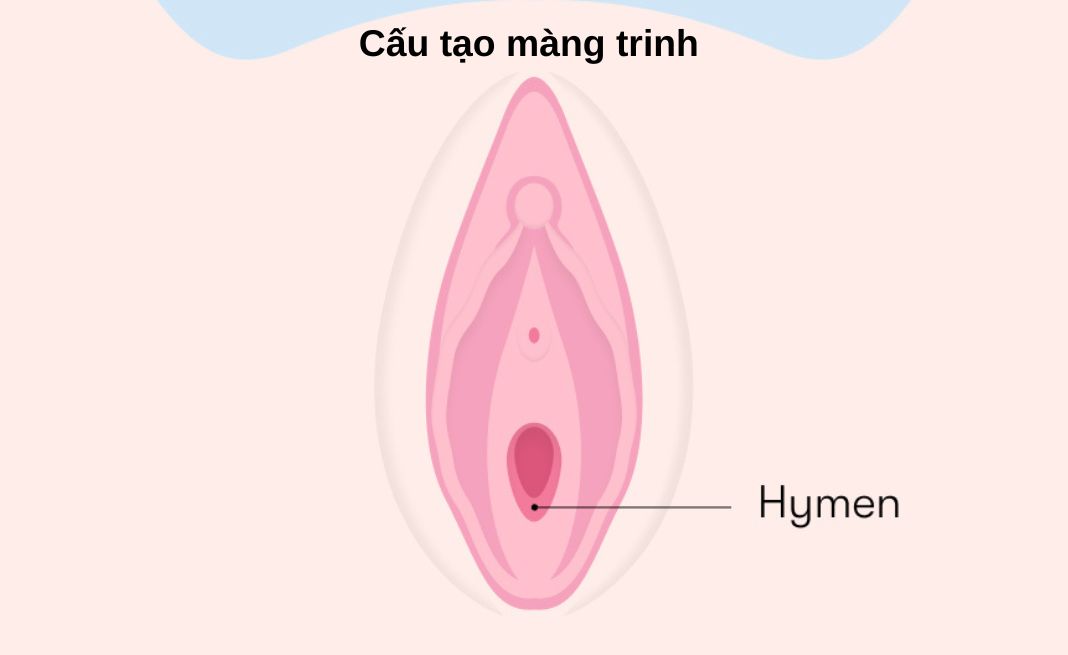 Cấu tạo màng trinh