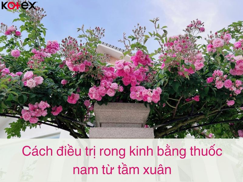 Cách điều trị rong kinh bằng thuốc nam từ tầm xuân