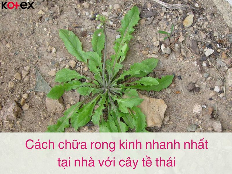 Cách chữa rong kinh nhanh nhất tại nhà với cây tề thái