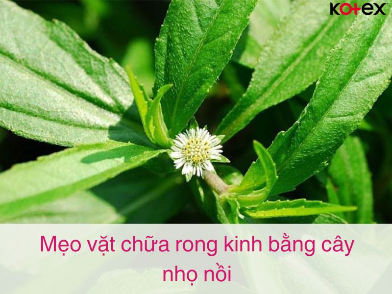 Mẹo vặt chữa rong kinh bằng cây nhọ nồi