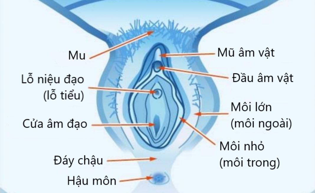 Cấu tạo ngoài bộ phận sinh dục nữ