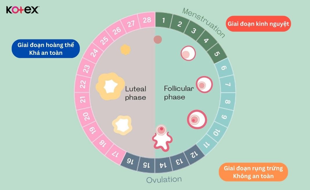Các giai đoạn theo chu kỳ kinh nguyệt