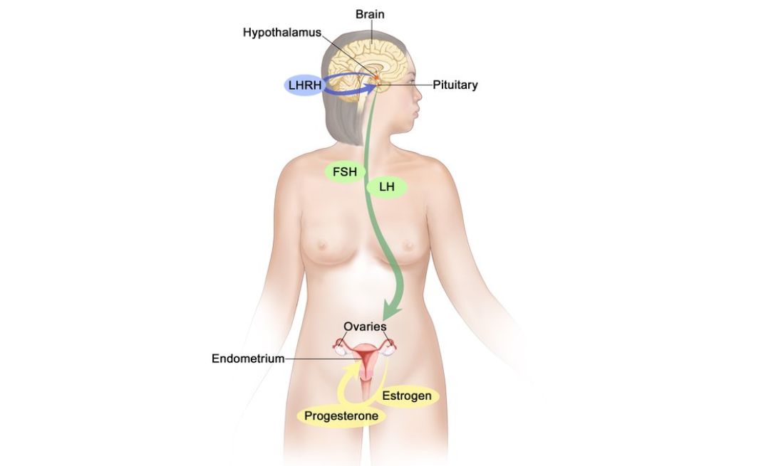 nội tiết tố nữ là gì