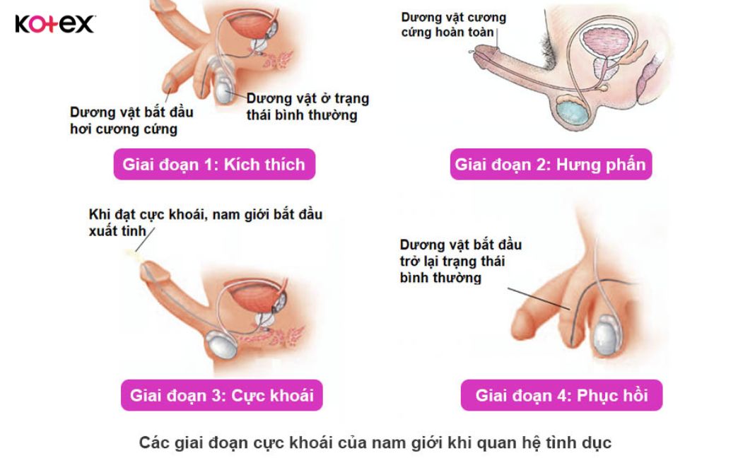 4 giai đoạn cực khoái của nam giới khi quan hệ tình dục