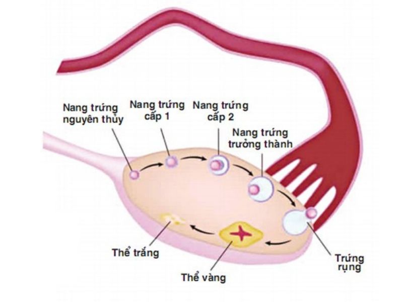 Giai đoạn rụng trứng