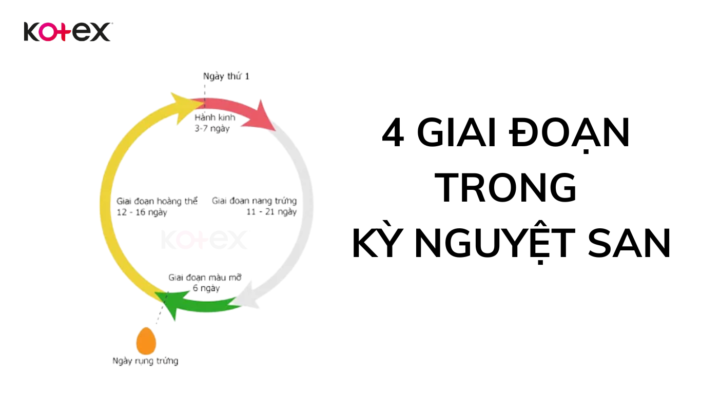 Thông thường sẽ có 4 giai đoạn trong kỳ nguyệt san